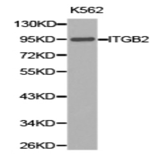 Integrin (beta)2 pAb