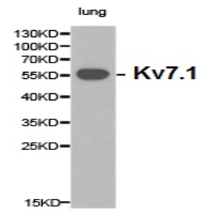 Kv7.1 pAb