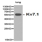 Kv7.1 pAb