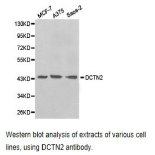 Dynactin 2 pAb