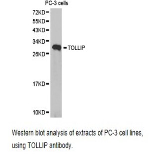 Tollip pAb