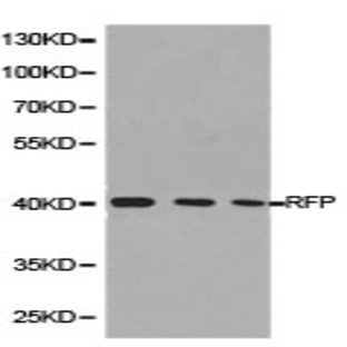 RFP-tag pAb