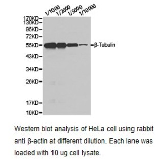 Tubulin (beta) pAb