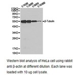 Tubulin (beta) pAb