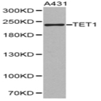 TET1 pAb