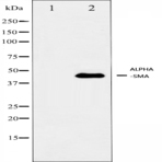 (alpha)-SMA pAb