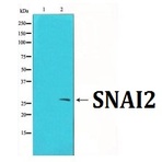 SNAI2 pAb