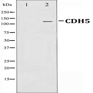 VE-Cadherin pAb