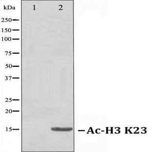 Ac-Histone H3 (K23) pAb