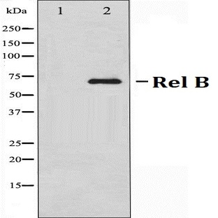 Rel B (S552) pAb