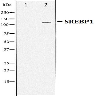 SREBP-1 pAb