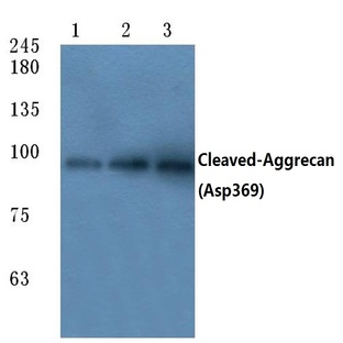 Cleaved-Aggrecan (D369) pAb