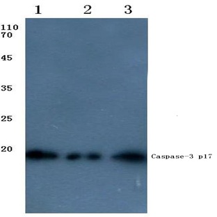 Caspase-3 p17 (D175) pAb