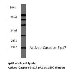 Actived-Caspase-3 p17 pAb