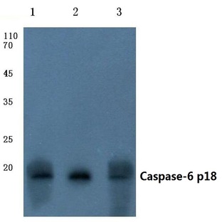 Caspase-6 p18 (D179) pAb