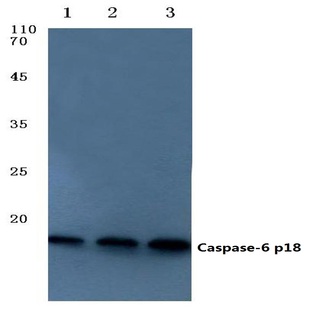 Caspase-6 p18 (D162) pAb