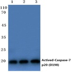 Caspase-7 p20 (D198) pAb