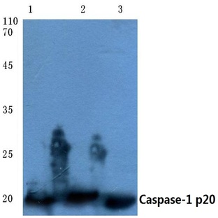 Caspase-1 p20 (D210) pAb