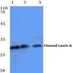 Cleaved-Lamin A (D230-) pAb