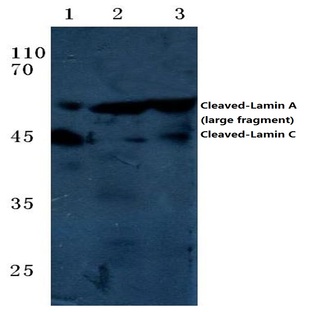 Cleaved-Lamin A (D230+) pAb