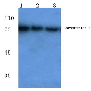 Cleaved-Notch 2 (D1733) pAb