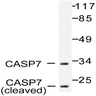 Actived-Caspase-7 p20 (D198) pAb