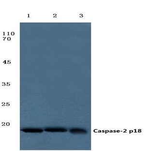 Caspase-2 p18 (G170) pAb