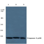 Caspase-2 p18 (G170) pAb