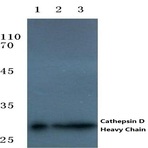 Cathepsin D (HC) pAb