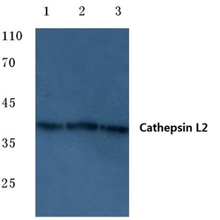 Cathepsin L2 (L114) pAb