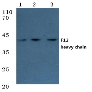 F12 (HC) pAb