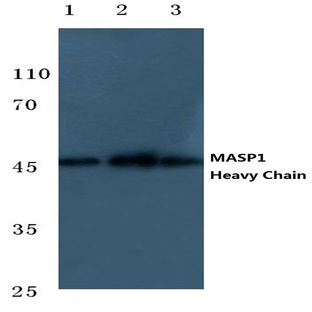 MASP1 (HC) pAb