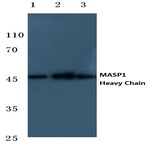 MASP1 (HC) pAb