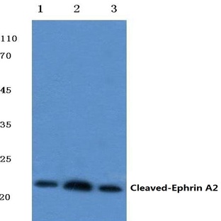 Cleaved-Ephrin-A2 (N188) pAb