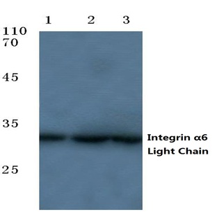 Integrin (alpha)6 (LC) pAb