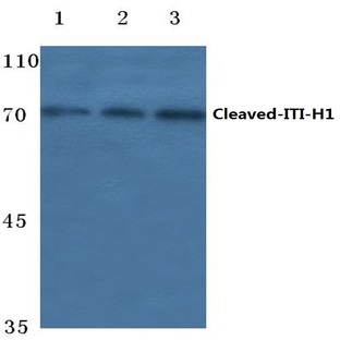 Cleaved-ITI-H1 (D672) pAb