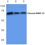 Cleaved-MMP-15 (Y132) pAb