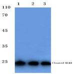 Cleaved-KLK8 (V33) pAb