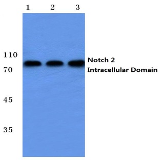 Cleaved-Notch 2 (A1734) pAb