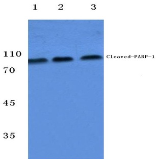 Cleaved-PARP-1 (G215) pAb