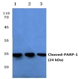 Cleaved-PARP-1 (D214) pAb