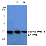 Cleaved-PARP-1 (D214) pAb