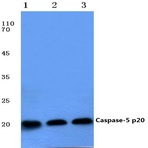 Caspase 5 p20 (D121) pAb