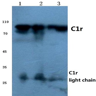 C1r (LC) pAb