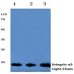 Integrin (alpha)5 (LC) pAb