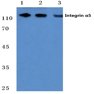 Integrin (alpha)5 (F42) pAb