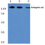 Integrin (alpha)5 (F42) pAb