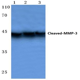 Cleaved-MMP-3 (F100) pAb