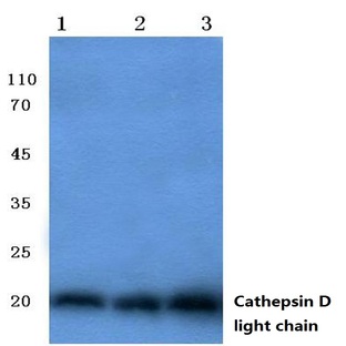 Cathepsin D (LC) pAb