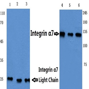 Integrin (alpha)7 (E959) pAb